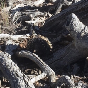 Tachyglossus aculeatus at Gungahlin, ACT - 30 Jun 2018