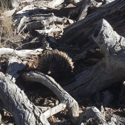 Tachyglossus aculeatus (Short-beaked Echidna) at Mulligans Flat - 30 Jun 2018 by Mothy