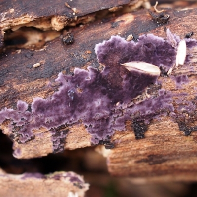 Phlebiopsis crassa (A corticioid or paint fungi) at Latham, ACT - 1 Jul 2018 by Heino1