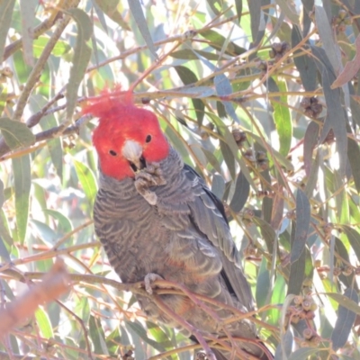 Callocephalon fimbriatum (Gang-gang Cockatoo) at McQuoids Hill - 2 Jul 2018 by KumikoCallaway