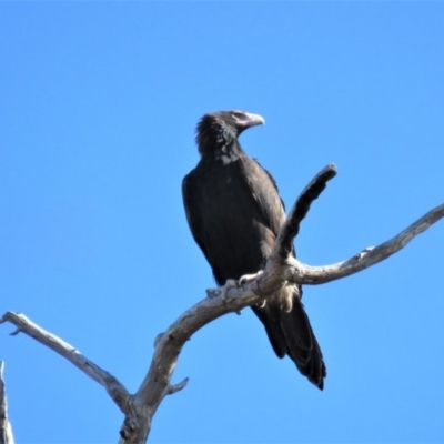 Aquila audax (Wedge-tailed Eagle) at Kambah, ACT - 2 Jul 2018 by KumikoCallaway