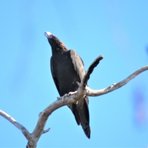 Aquila audax at Kambah, ACT - 2 Jul 2018