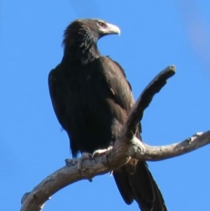 Aquila audax at Kambah, ACT - 2 Jul 2018