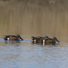 Spatula rhynchotis (Australasian Shoveler) at Illilanga & Baroona - 1 Jul 2018 by Illilanga