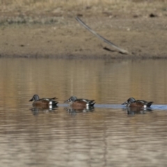 Spatula rhynchotis at Michelago, NSW - 1 Jul 2018