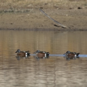 Spatula rhynchotis at Michelago, NSW - 1 Jul 2018