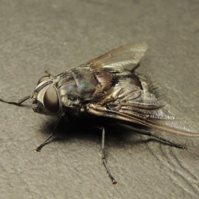 Rutilia (Donovanius) sp. (genus & subgenus) (A Bristle Fly) at Pine Island to Point Hut - 18 Jan 2018 by MichaelBedingfield