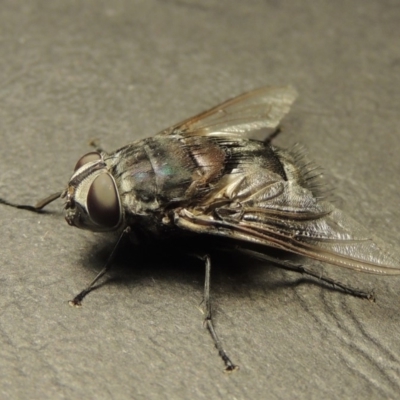 Rutilia (Donovanius) sp. (genus & subgenus) (A Bristle Fly) at Pine Island to Point Hut - 18 Jan 2018 by michaelb
