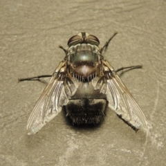 Rutilia (Donovanius) sp. (genus & subgenus) at Gordon, ACT - 18 Jan 2018