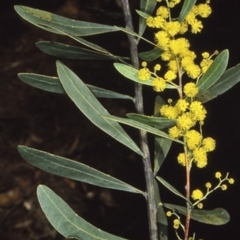Acacia kydrensis (Kydra Wattle) at Mogendoura, NSW - 10 Aug 1998 by BettyDonWood