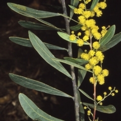 Acacia kydrensis (Kydra Wattle) at Wandera State Forest - 9 Aug 1998 by BettyDonWood