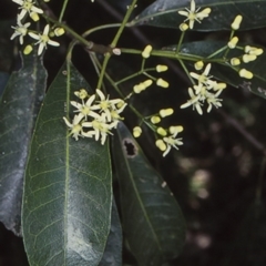 Acronychia oblongifolia (White Aspen, Yellow Wood) at Potato Point, NSW - 5 Feb 1999 by BettyDonWood