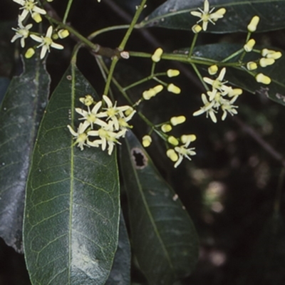 Acronychia oblongifolia (White Aspen, Yellow Wood) at Potato Point, NSW - 5 Feb 1999 by BettyDonWood