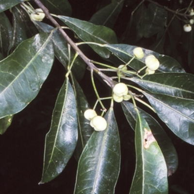 Acronychia oblongifolia (White Aspen, Yellow Wood) at Potato Point, NSW - 23 May 1999 by BettyDonWood