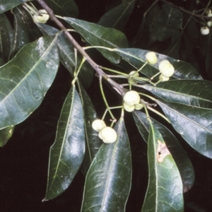 Acronychia oblongifolia at Potato Point, NSW - 24 May 1999