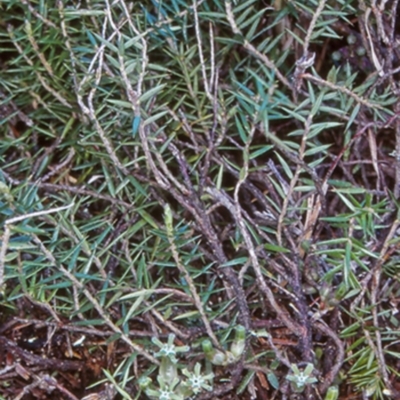 Acrotriche serrulata (Ground-berry) at Eurobodalla National Park - 8 Aug 1998 by BettyDonWood