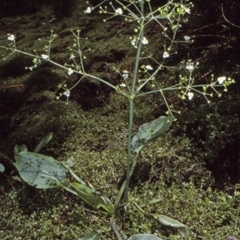 Alisma plantago-aquatica (Water Plantain) at Bodalla, NSW - 26 Jan 1998 by BettyDonWood