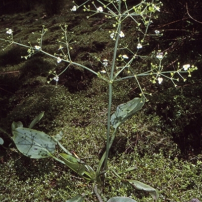 Alisma plantago-aquatica (Water Plantain) at Bodalla, NSW - 27 Jan 1998 by BettyDonWood