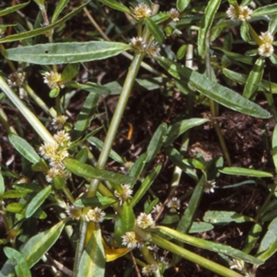 Alternanthera denticulata (Lesser Joyweed) at Bodalla, NSW - 27 Jan 1998 by BettyDonWood
