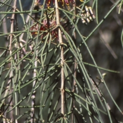 Amyema cambagei (Sheoak Mistletoe) at Wamban, NSW - 10 Aug 1998 by BettyDonWood