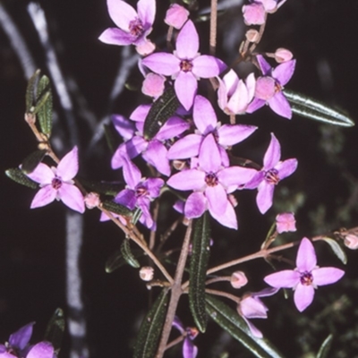 Boronia ledifolia (Ledum Boronia) at Deua National Park - 11 Aug 1997 by BettyDonWood