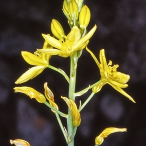 Bulbine glauca at Moruya, NSW - 29 Sep 1998