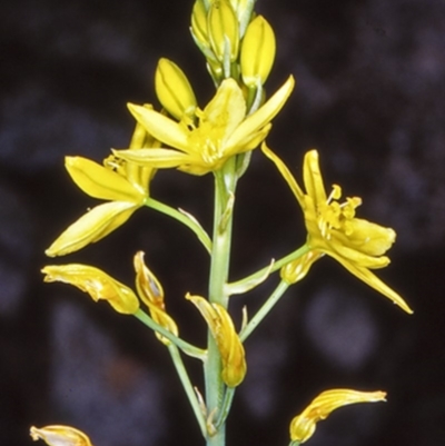 Bulbine glauca (Rock Lily) at Moruya, NSW - 29 Sep 1998 by BettyDonWood