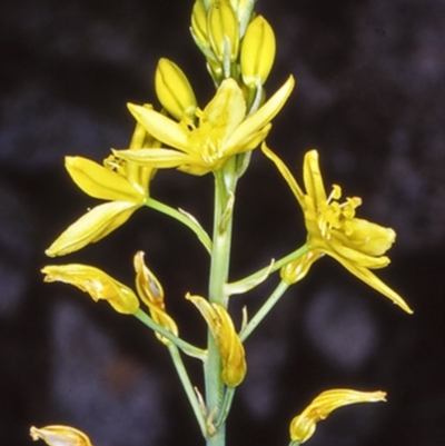 Bulbine glauca (Rock Lily) at Moruya, NSW - 28 Sep 1998 by BettyDonWood