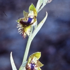 Calochilus campestris (Copper Beard Orchid) at Turlinjah, NSW - 14 Oct 1998 by BettyDonWood