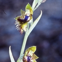 Calochilus campestris (Copper Beard Orchid) at Turlinjah, NSW - 13 Oct 1998 by BettyDonWood