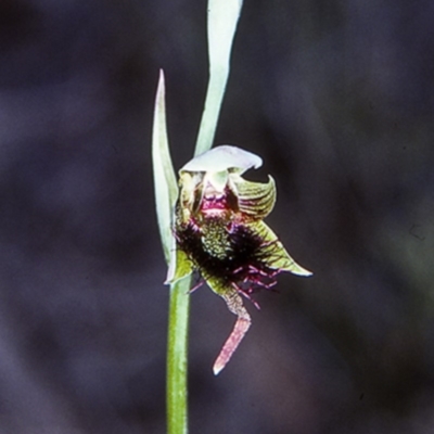 Calochilus paludosus (Strap Beard Orchid) at Turlinjah, NSW - 20 Oct 1997 by BettyDonWood