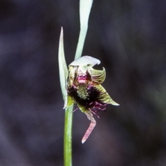 Calochilus paludosus (Strap beard orchid) at Turlinjah, NSW - 20 Oct 1997 by BettyDonWood