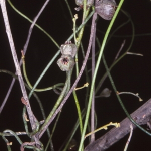 Cassytha pubescens at Mogendoura, NSW - 19 Dec 1997