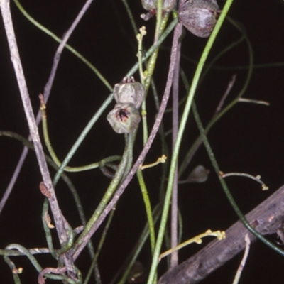 Cassytha pubescens (Devil's Twine) at Wandera State Forest - 18 Dec 1997 by BettyDonWood