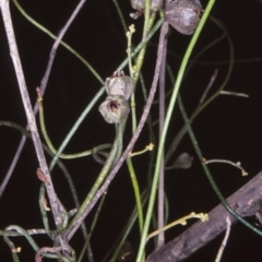 Cassytha pubescens (Devil's Twine) at Mogendoura, NSW - 18 Dec 1997 by BettyDonWood