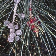 Casuarina glauca (Swamp She-oak) at - 25 Sep 2001 by BettyDonWood