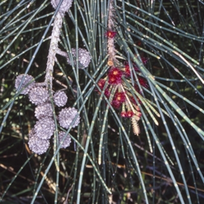 Casuarina glauca (Swamp She-oak) at Potato Point, NSW - 25 Sep 2001 by BettyDonWood