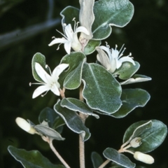 Correa alba var. alba (White Correa) at Moruya Heads, NSW - 12 Aug 1997 by BettyDonWood