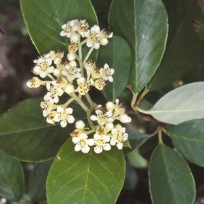 Cotoneaster glaucophyllus (Cotoneaster) at Bodalla, NSW - 7 Dec 1998 by BettyDonWood