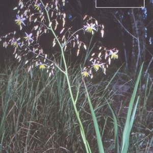 Dianella longifolia var. longifolia at Tuross Head, NSW - 11 Nov 1998