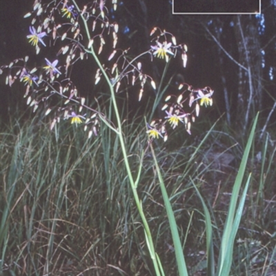 Dianella longifolia var. longifolia (Pale Flax Lily, Blue Flax Lily) at Tuross Head, NSW - 10 Nov 1998 by BettyDonWood