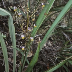 Dianella tasmanica (Tasman Flax Lily) at Deua, NSW - 9 Nov 1998 by BettyDonWood