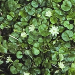 Dichondra repens (Kidney Weed) at Moruya State Forest - 5 Oct 1997 by BettyDonWood