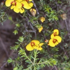 Dillwynia sp. Trichopoda (J.H.Maiden & J.L.Boorman s.n. 40290) NSW Herbarium at Deua National Park - 9 Nov 1998 by BettyDonWood