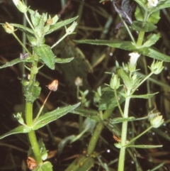 Gratiola pedunculata (Brooklime) at Bodalla, NSW - 26 Jan 1998 by BettyDonWood