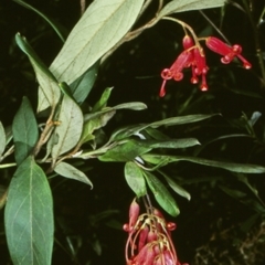 Grevillea rhyolitica subsp. rhyolitica at Wamban, NSW - 13 Jun 1998 by BettyDonWood