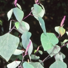 Homalanthus stillingiifolius at Wamban, NSW - 10 Aug 1998 by BettyDonWood