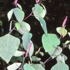 Homalanthus stillingiifolius at Wamban, NSW - 10 Aug 1998