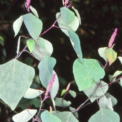 Homalanthus stillingiifolius at Wamban, NSW - 10 Aug 1998 by BettyDonWood