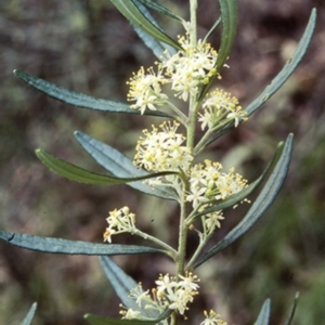 Leionema dentatum at Mogendoura, NSW - 7 Oct 2000